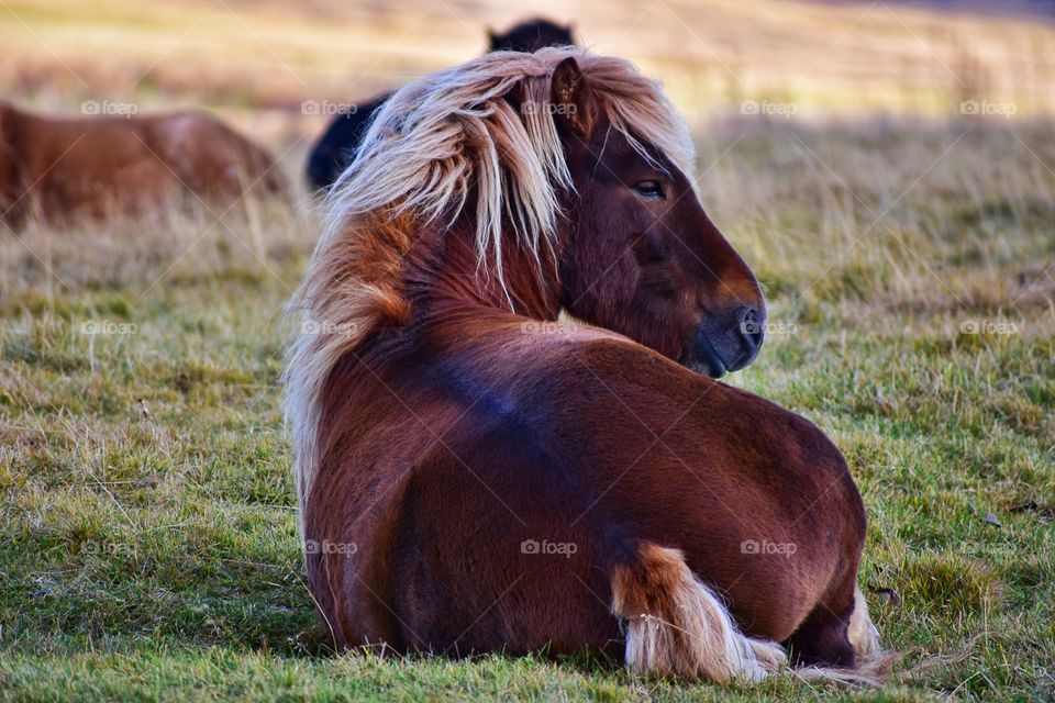 Icelandic horses in autumn fields in iceland