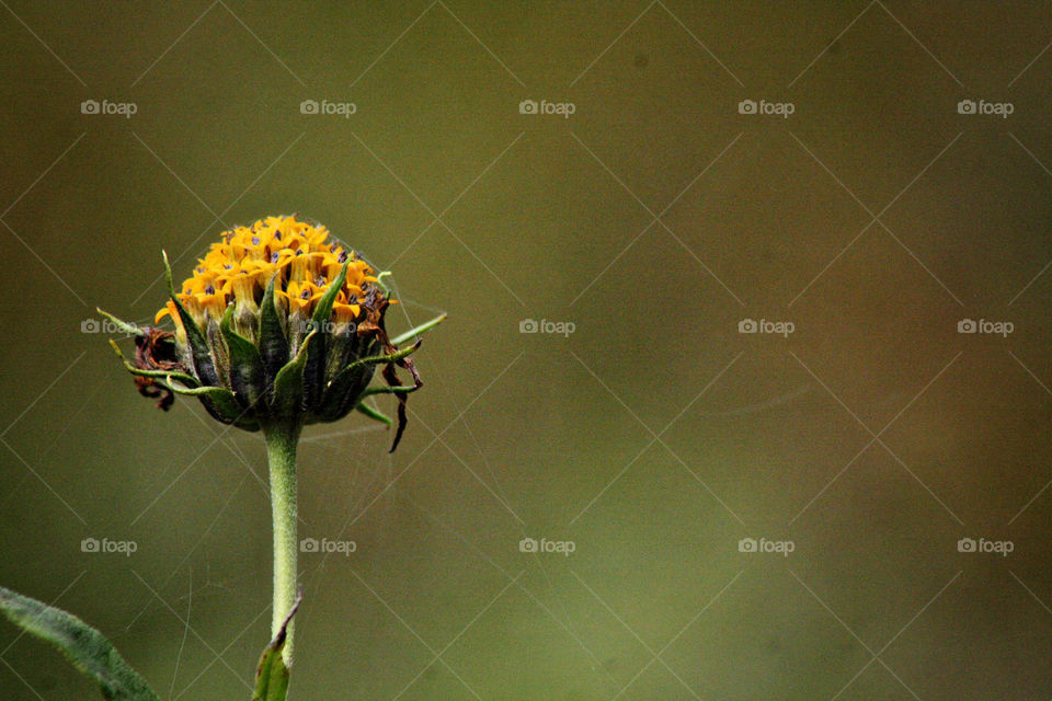 Wild yellow flower with cobwebs