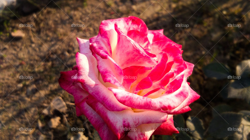 Beautiful rose flower with different shades of color and natural background