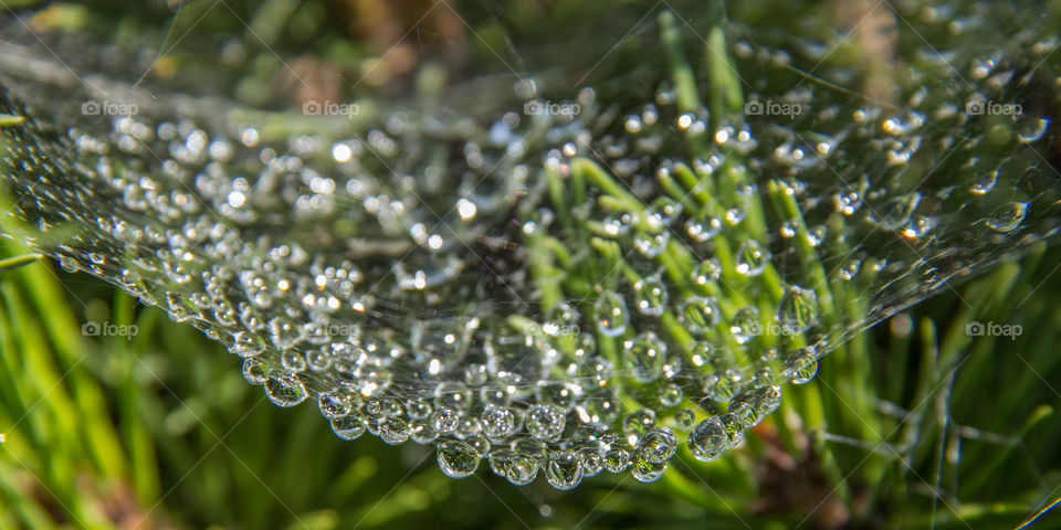 Dew caught in a spiders web