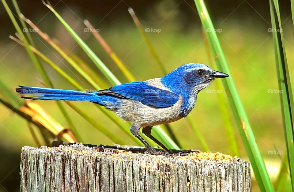 Portrait of a Blue Jay feeding on a tree stump.