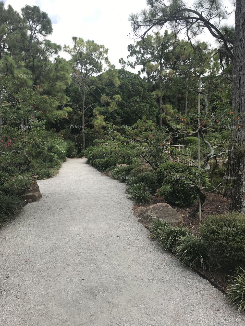 Forest Pathway