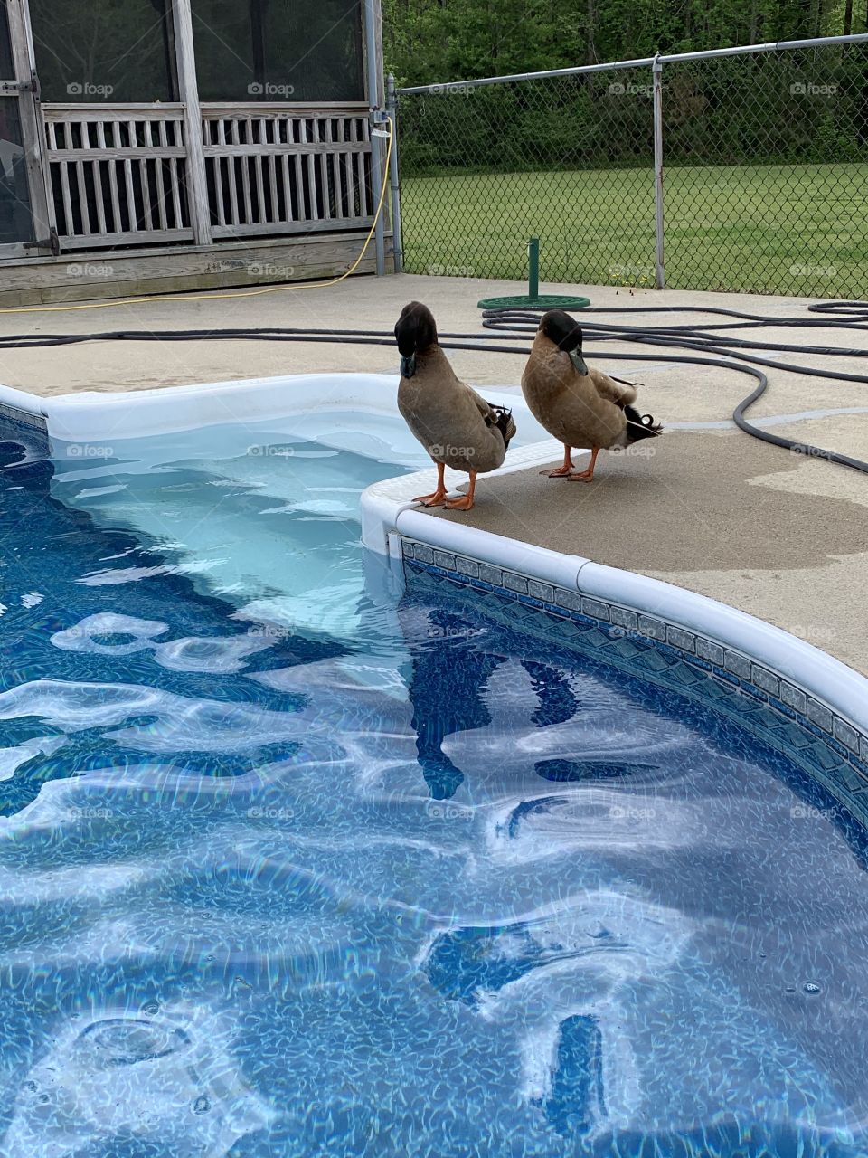 Ducks 