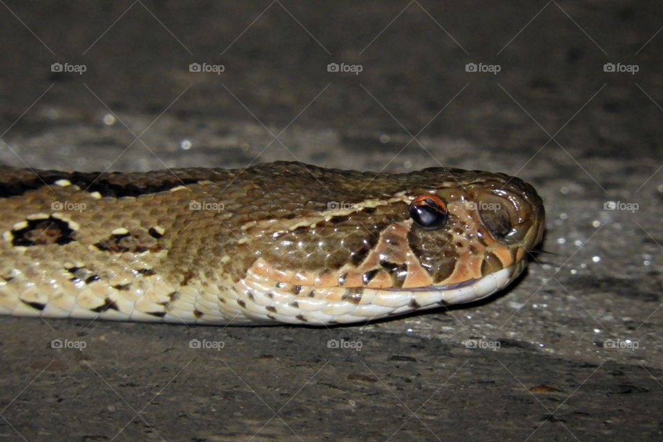 Indian Python near my house