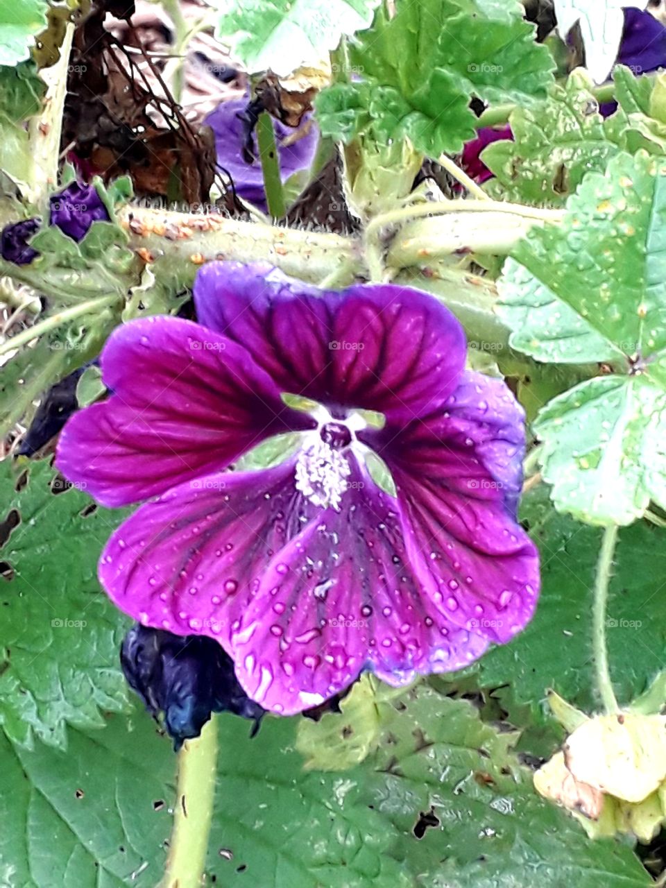 late purple flower of lavatera