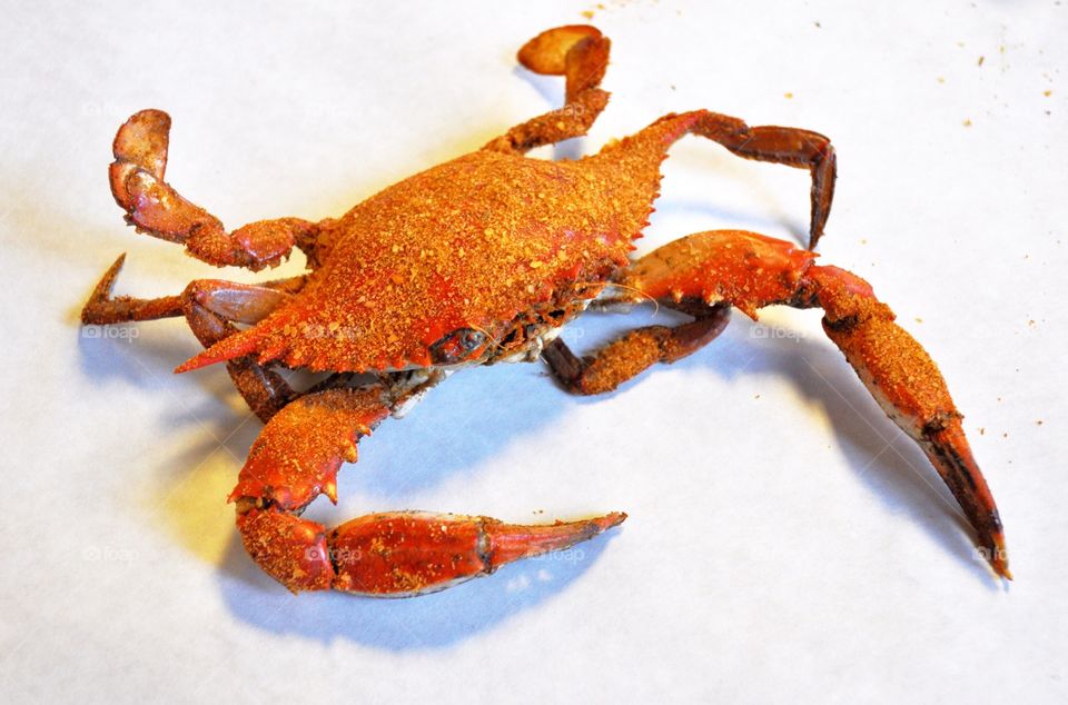A delicious Maryland steamed blue crab coated with old Bay spice. Yum!