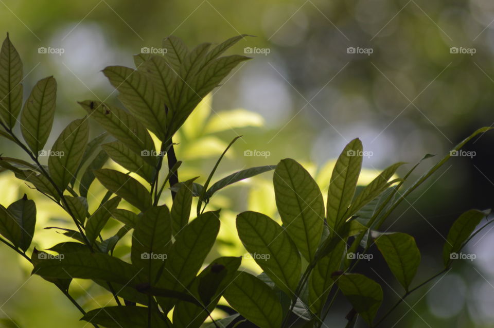 Leaf, Nature, Flora, Growth, Summer