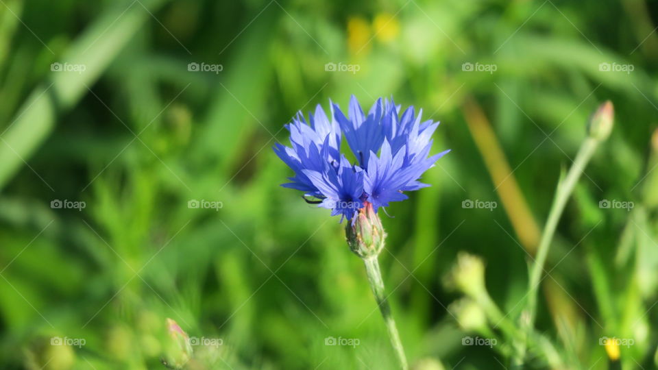 Blue cornflower 