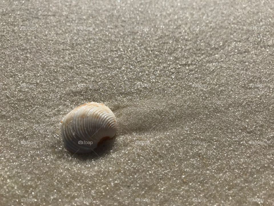 Sea shell in the sand on a beach 