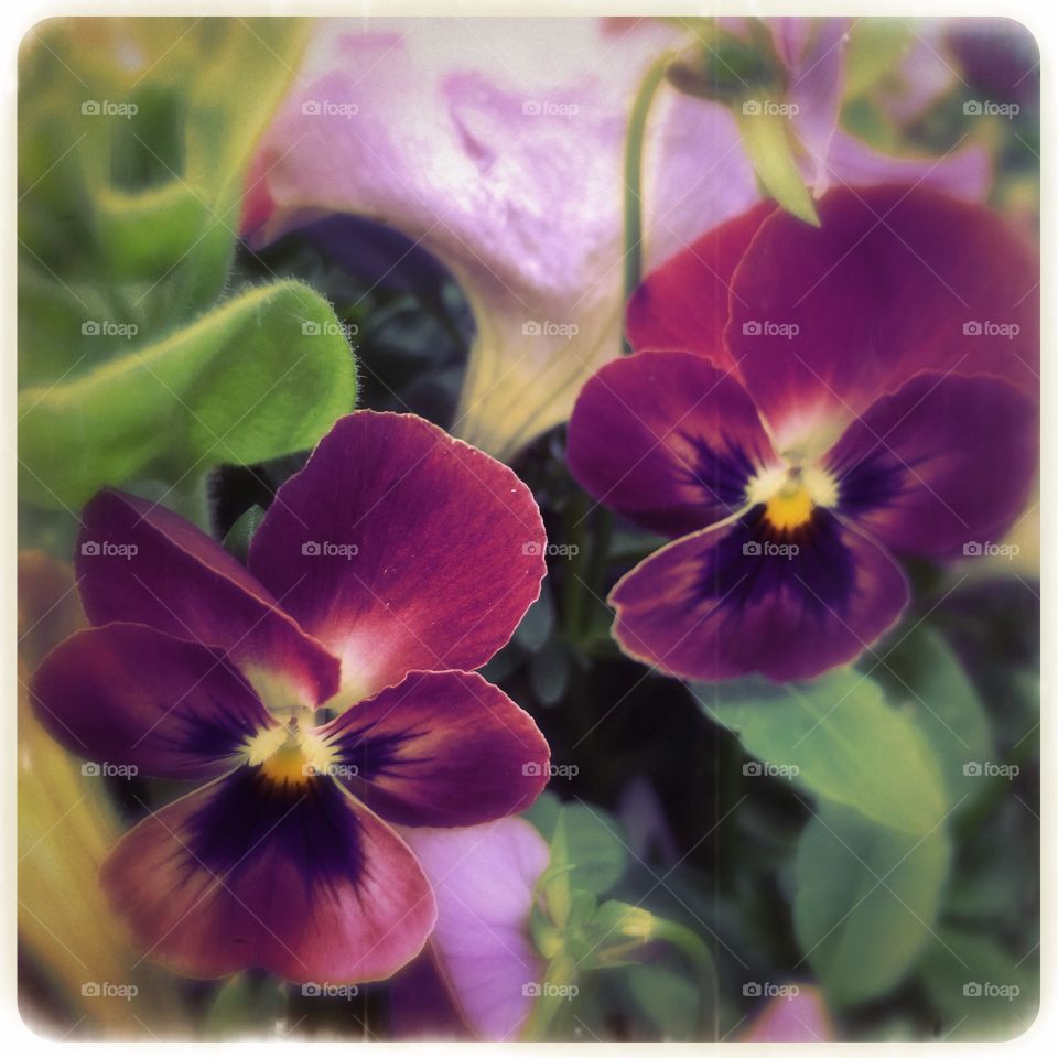 Little beauties . Deep purple pansies 