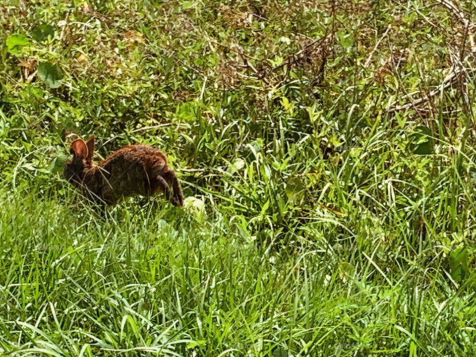 Brown Rabbit Sighting At The Draa Field Stormwater Park In Florida Through The Grass By The Basin In The City, Hopping Away.