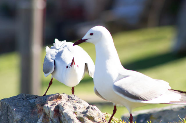 Seagulls