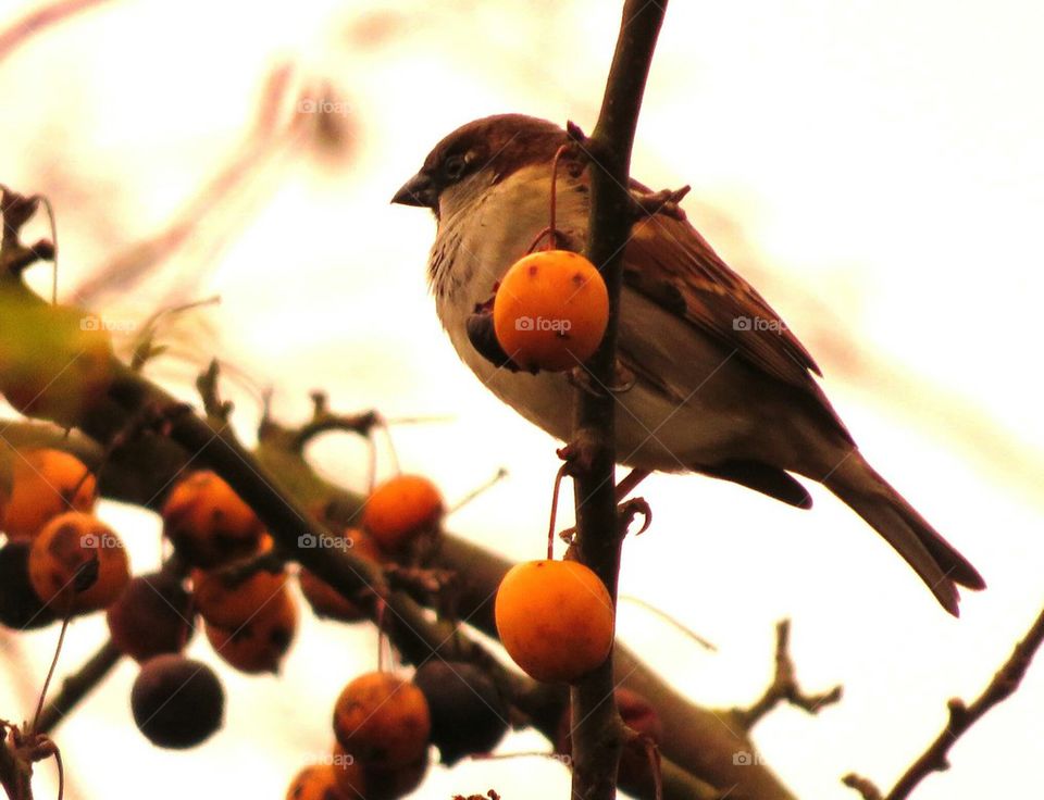 sparrow