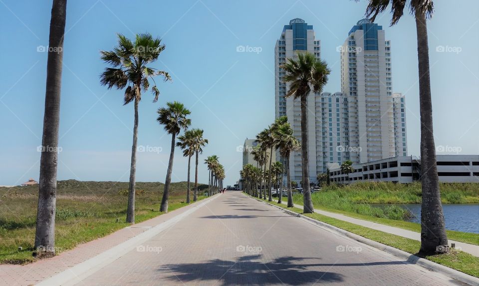 Palm Tree Boulevard