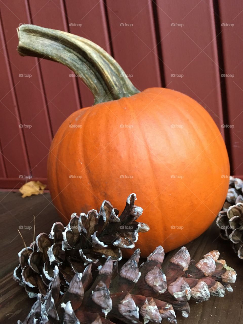 Fall pumpkin 