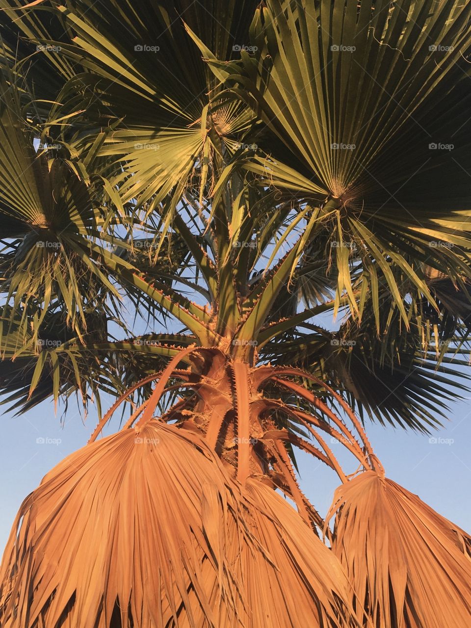 Palm tree with green and dead palms