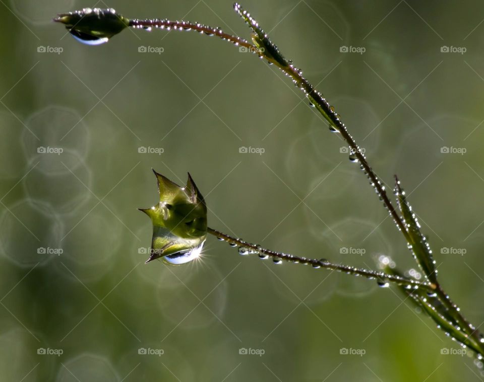 Sunshine captured in a raindrop hanging from a small flower bud