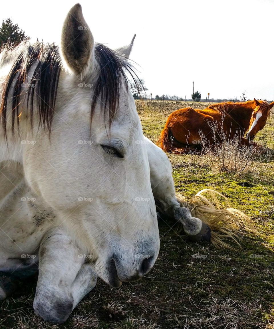 Sleepy Horses