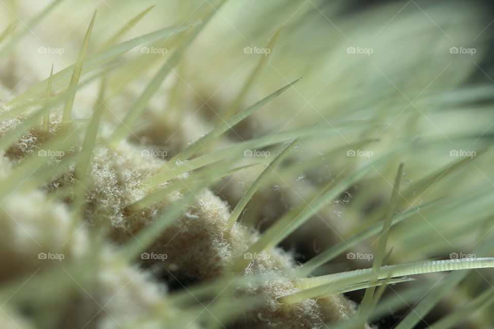 Cactus Needles 