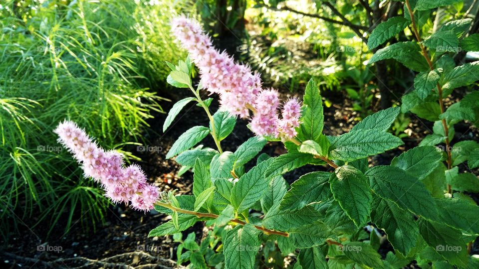 Steeplebush (Spiraea tomentosa) is a flowering plant species native to eastern North America. 