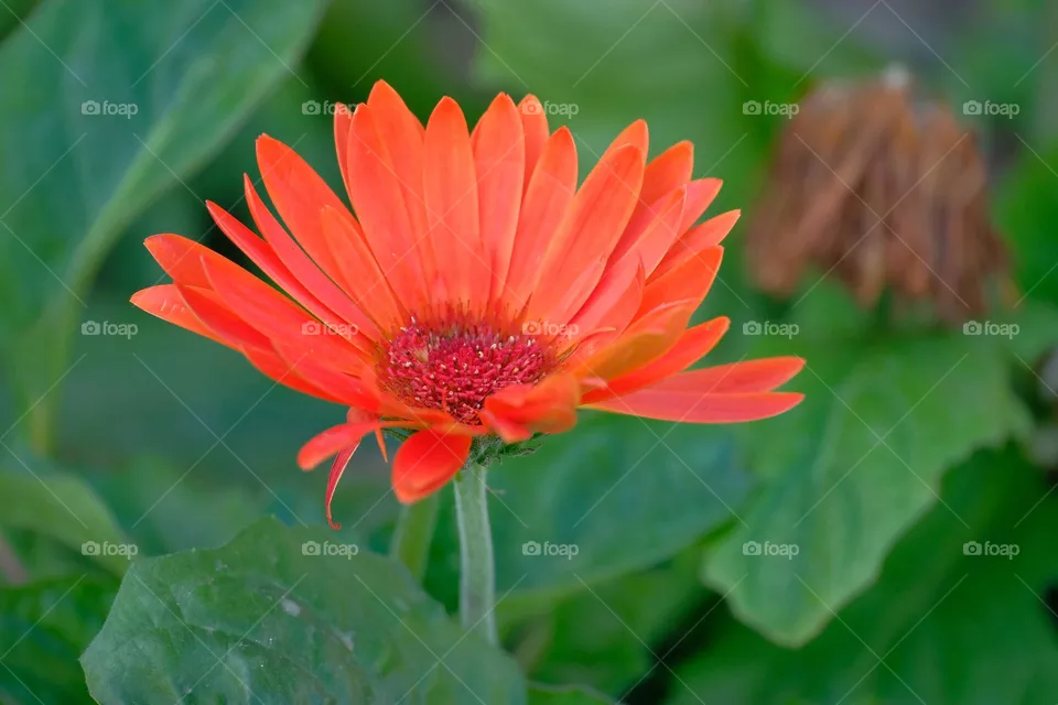 red flowers