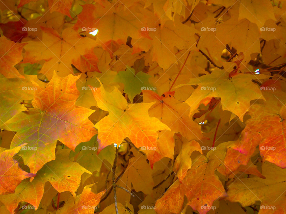 Maple Leaves, Fall Season