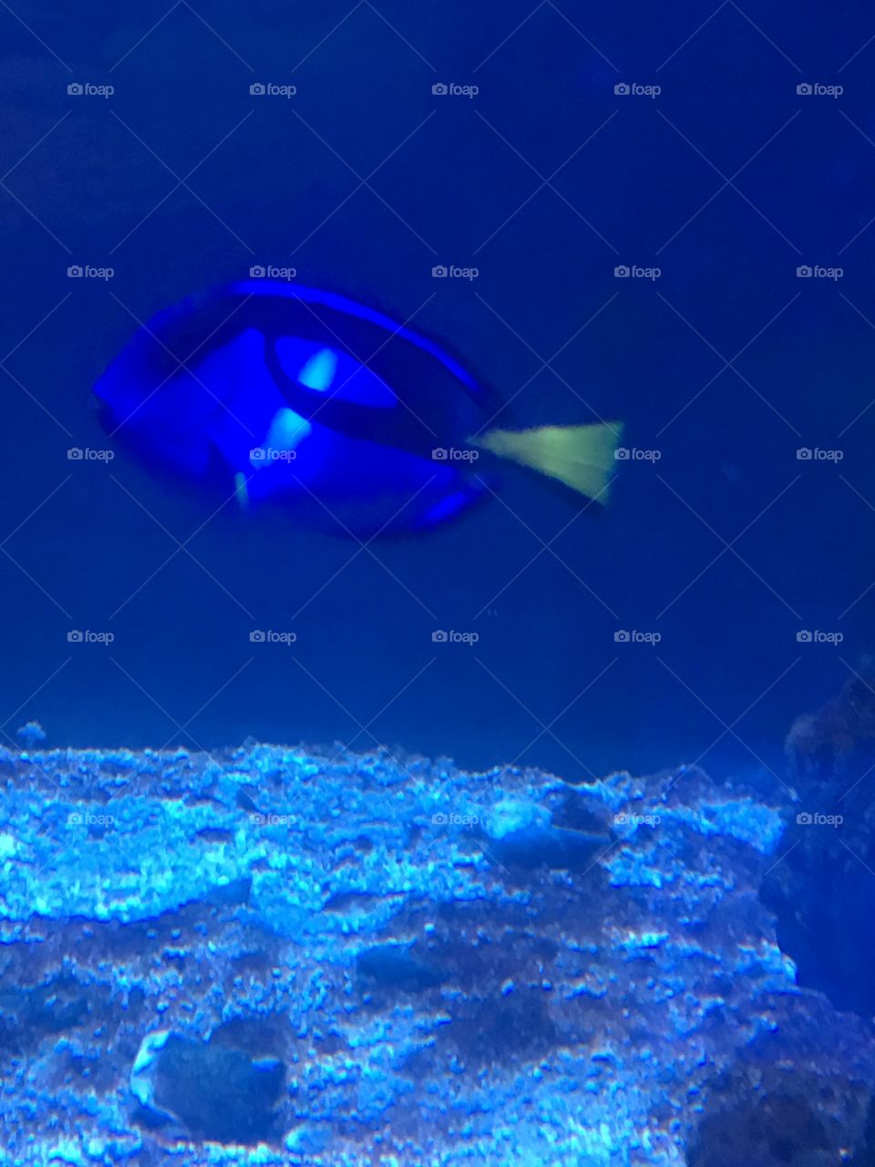 Dori