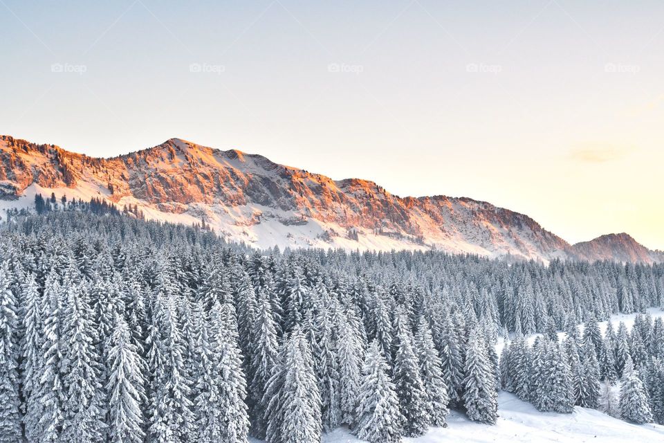 Frozen trees