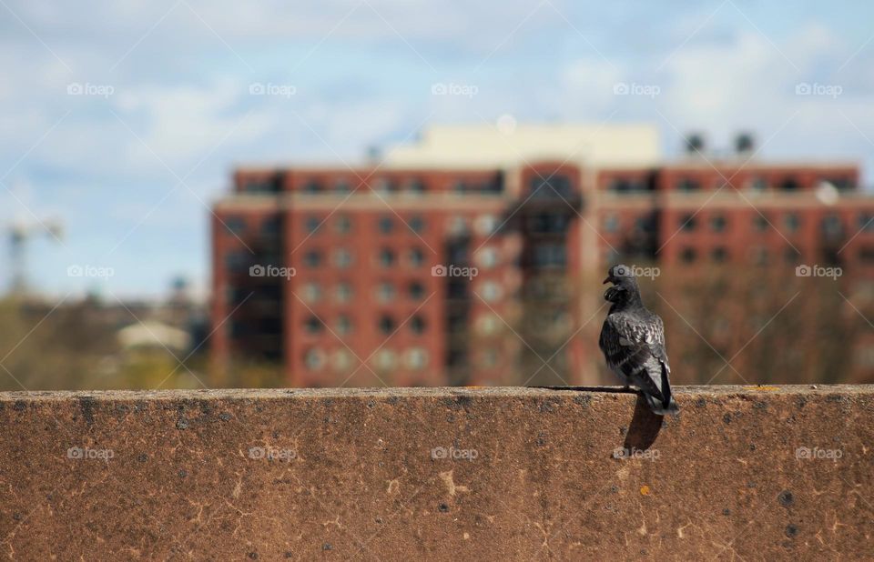 Pigeon perched on a concrete wall overlooking the city.