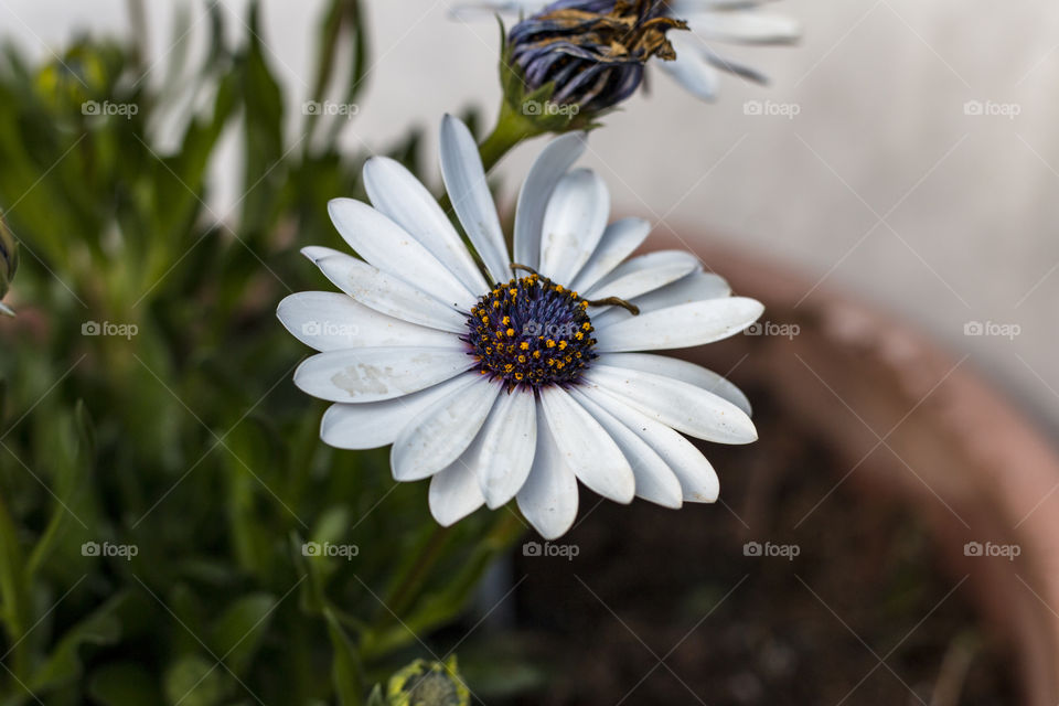 Flor Blanca