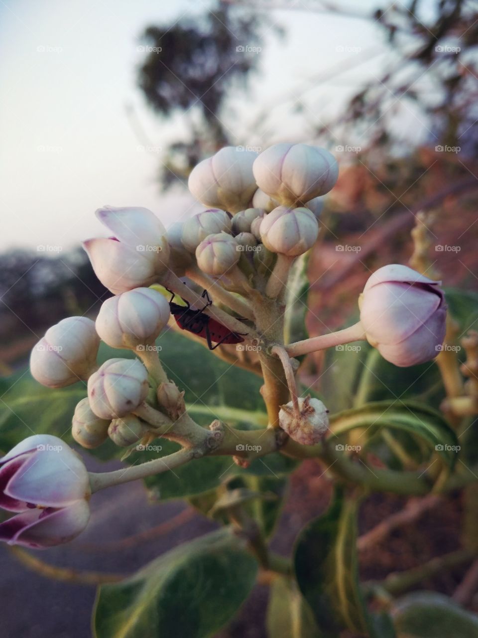 flower with insect