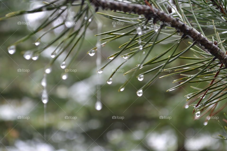 Closeup water droplets from melting snow in late spring off spruce tree branch bough 