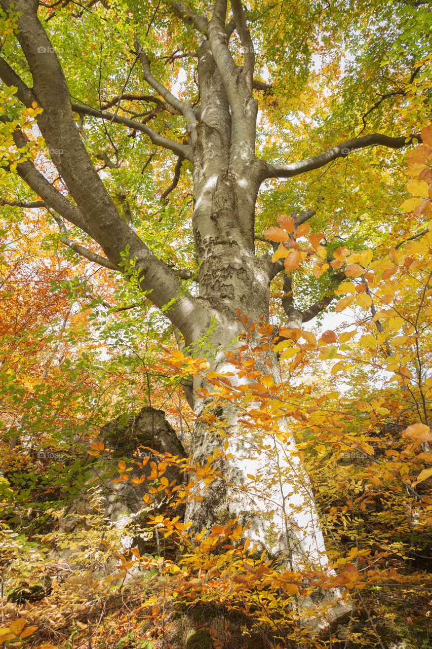 Beautiful view of trunk and branches of tree