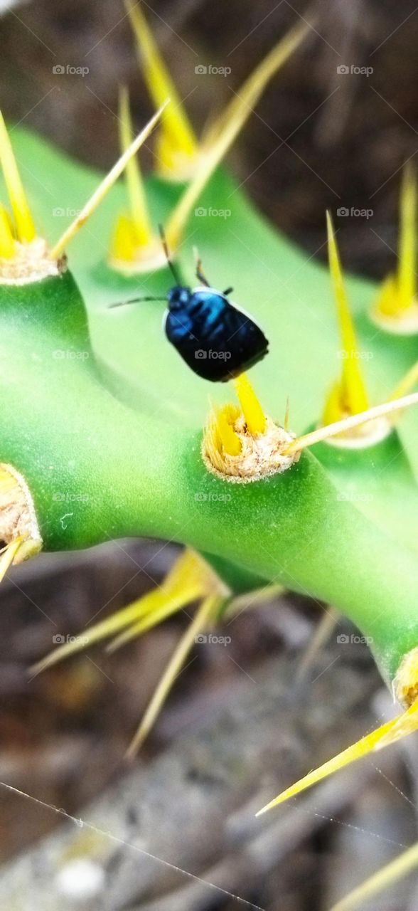 Beautiful black insect on green cactus