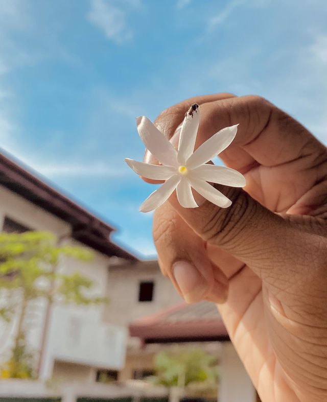 Flower🌸