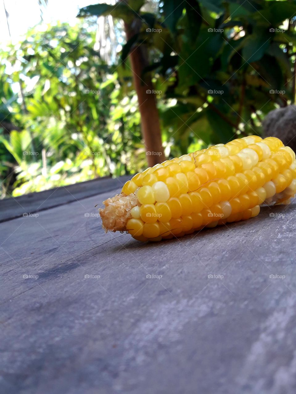 Yellow Corn, গোমধান 👌🙏