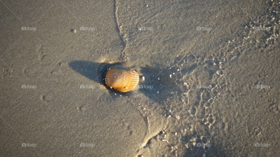 One Sea Shell On The Morning Shore