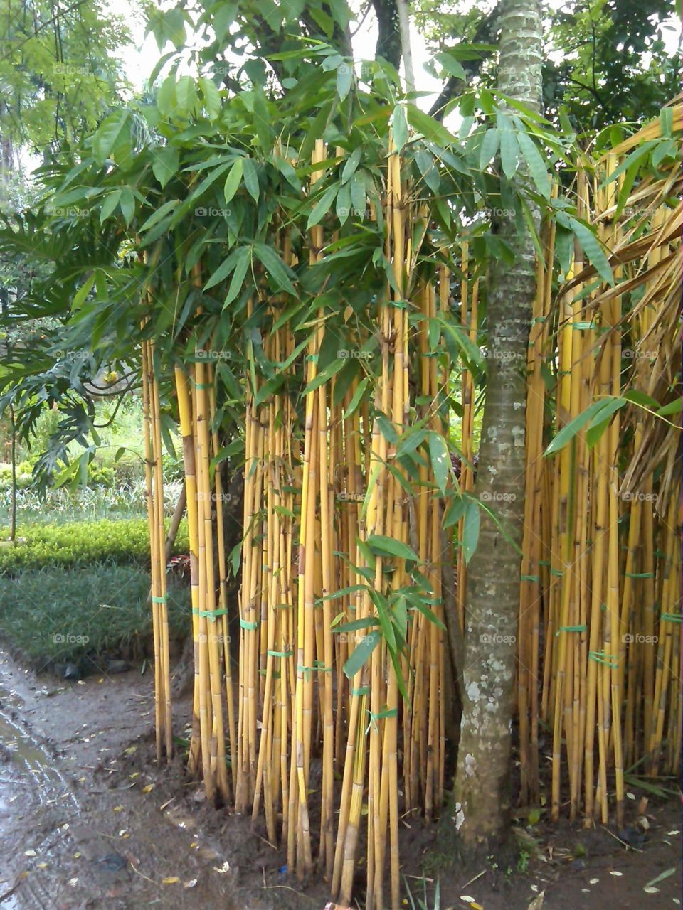 Yellow bamboo which growth wild
