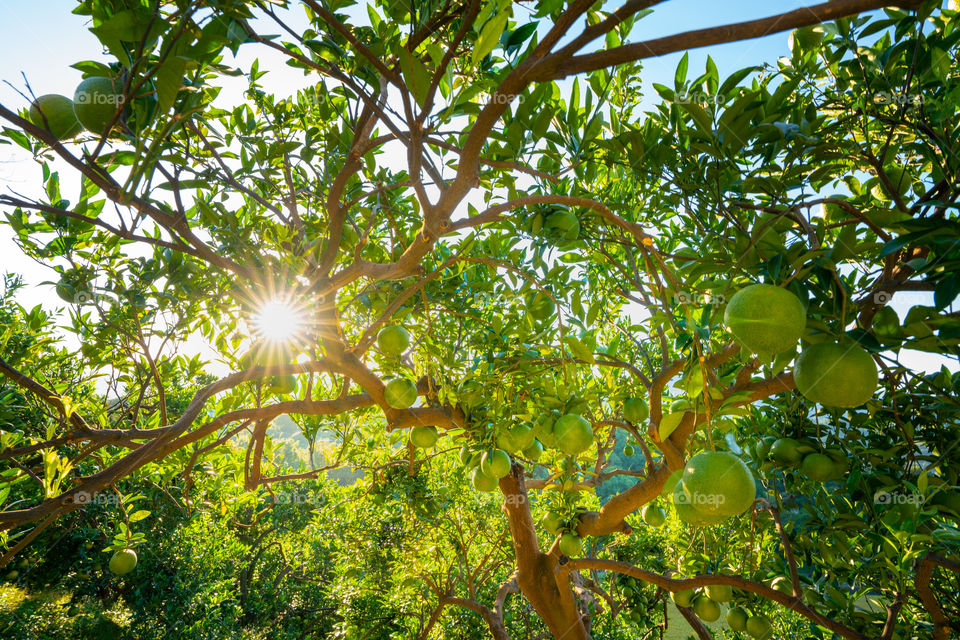 orange tree with the morning sunlight