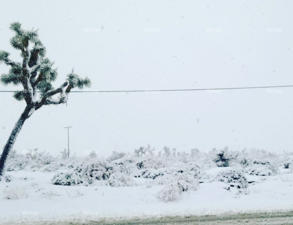 snow in joshua tree