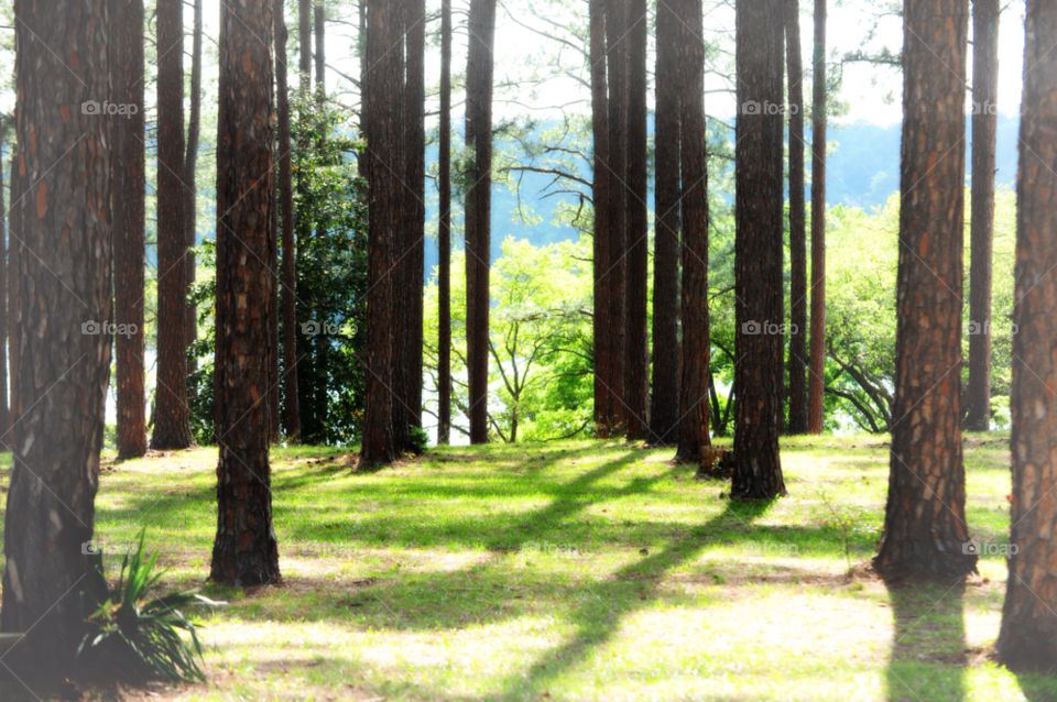 park pine trees pine managed pine by lightanddrawing