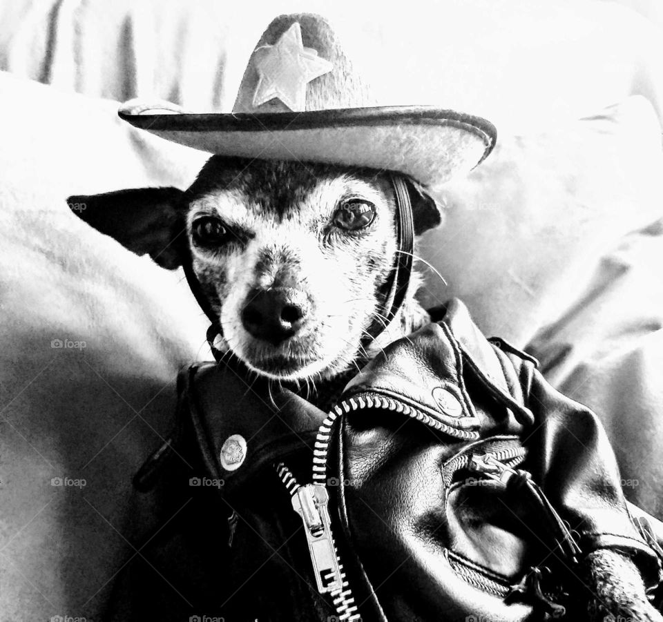 Grey Chihuahua  Deputy sheriff is back in town wearing his black leather jacket and cowboy hat with a gold badge