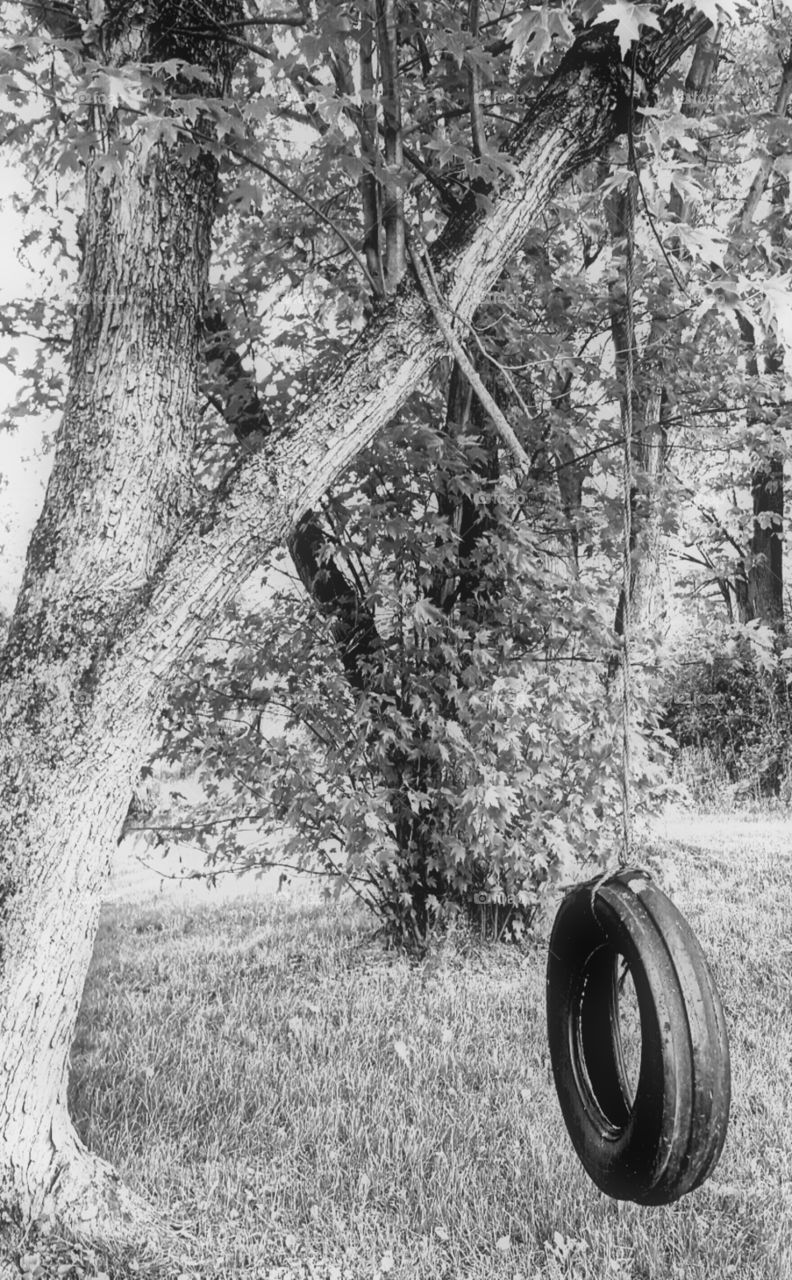 tire swing