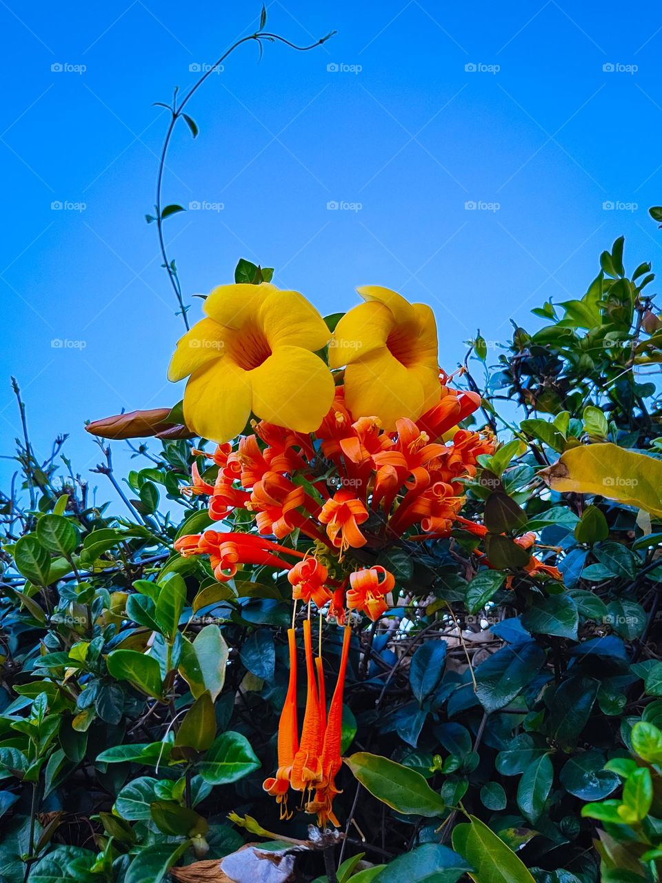Beautiful red and yellow Trumpet Vine Campsis Radicans flowers against clear blue sky.