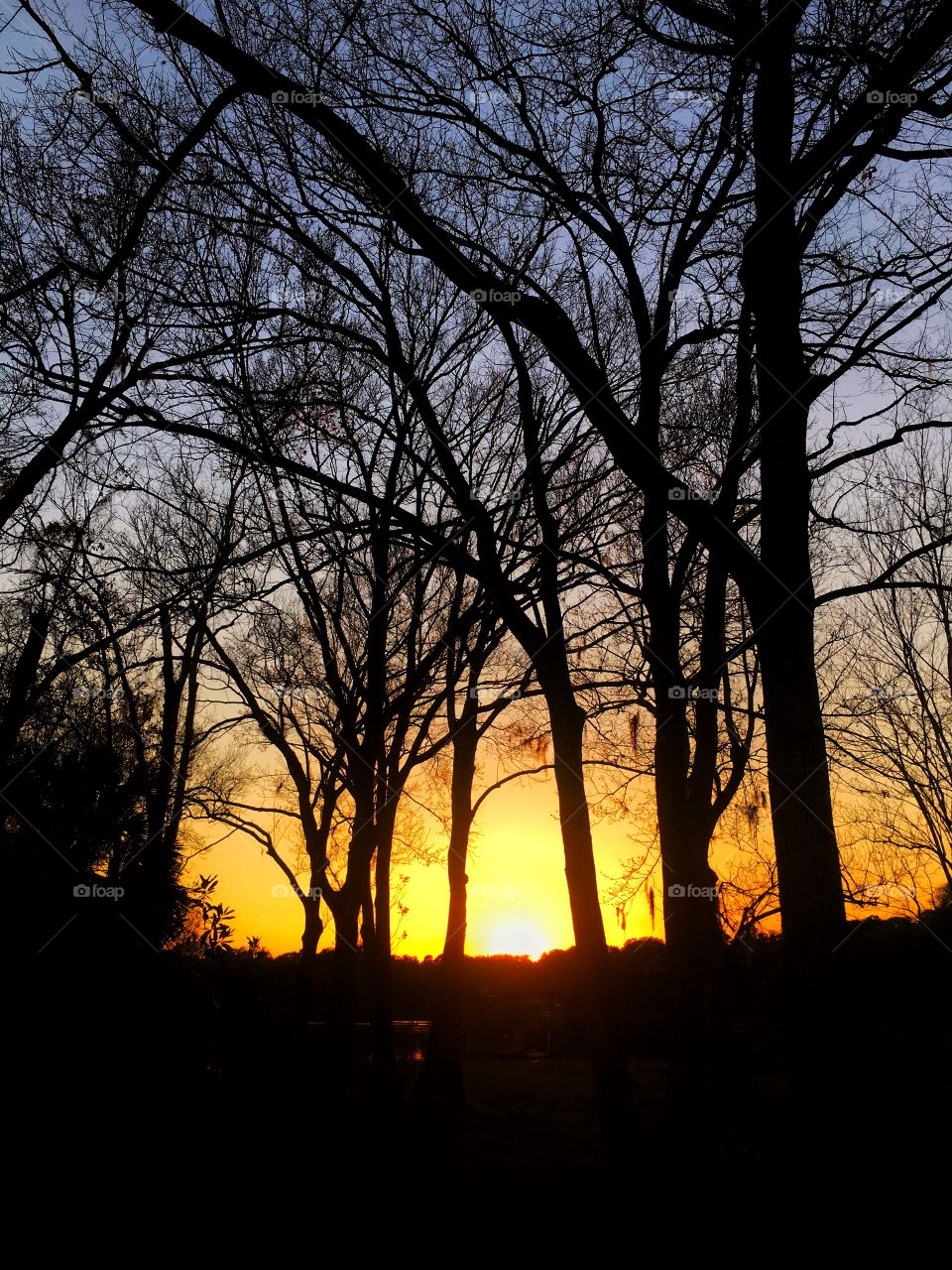 Tree, Dawn, Landscape, Fall, Wood