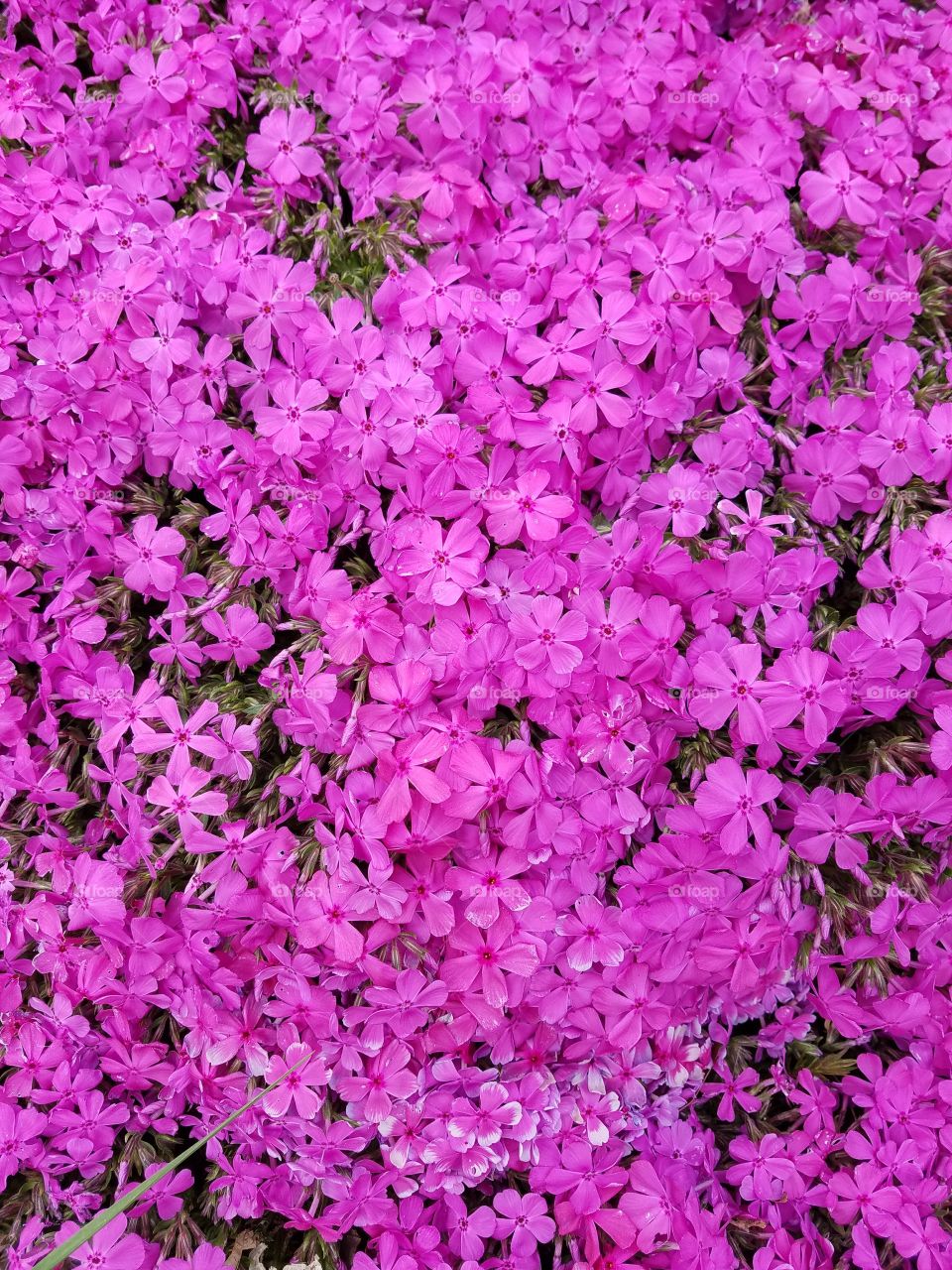 pink flower ground cover cluster