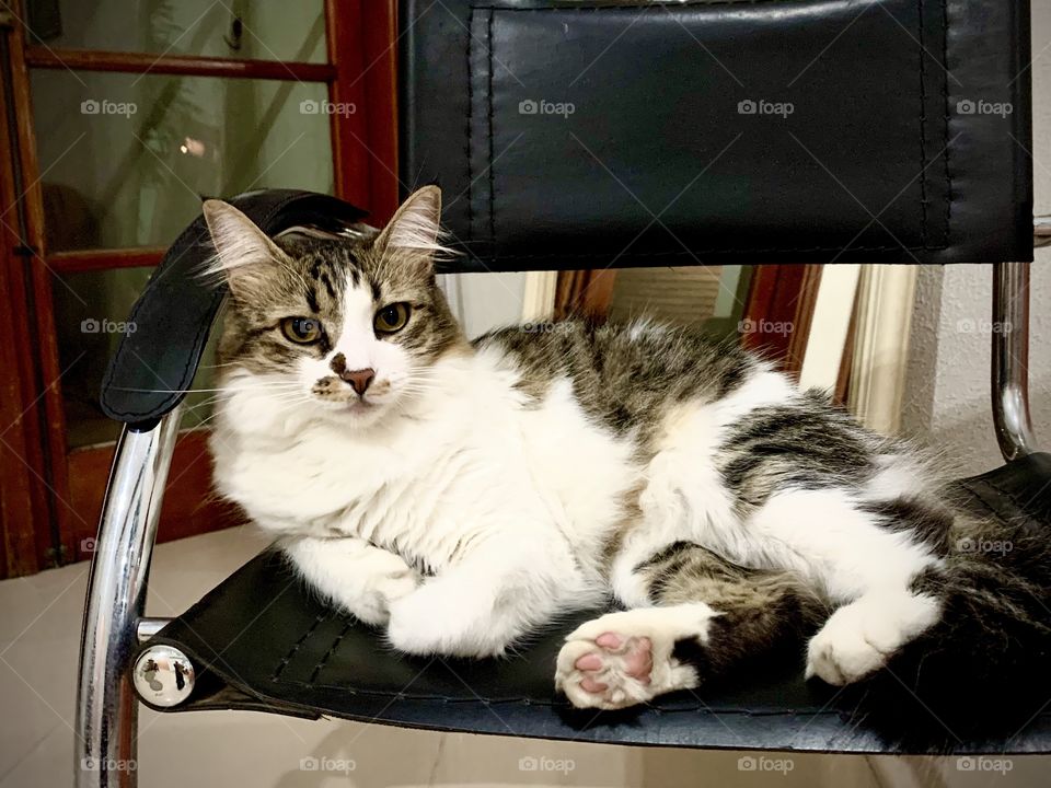 Gaia kitten resting on the chair