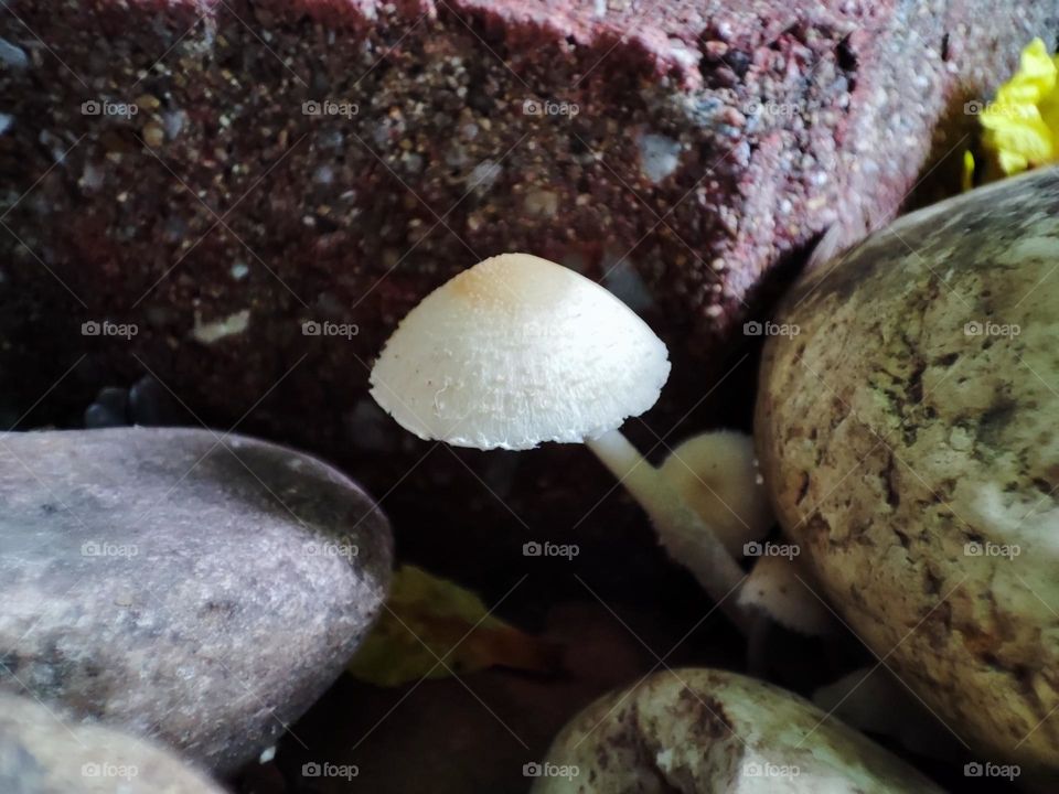 mini mushroom....