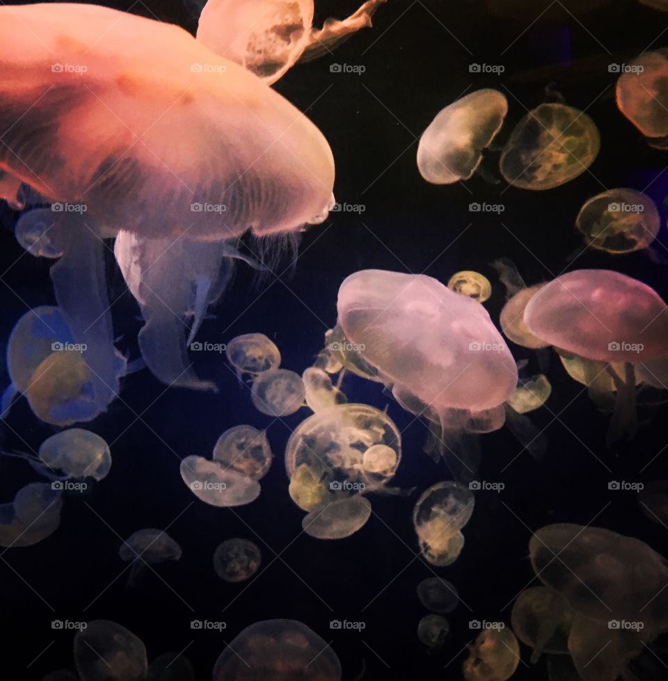 Jellyfish from SF Bay Aquarium 