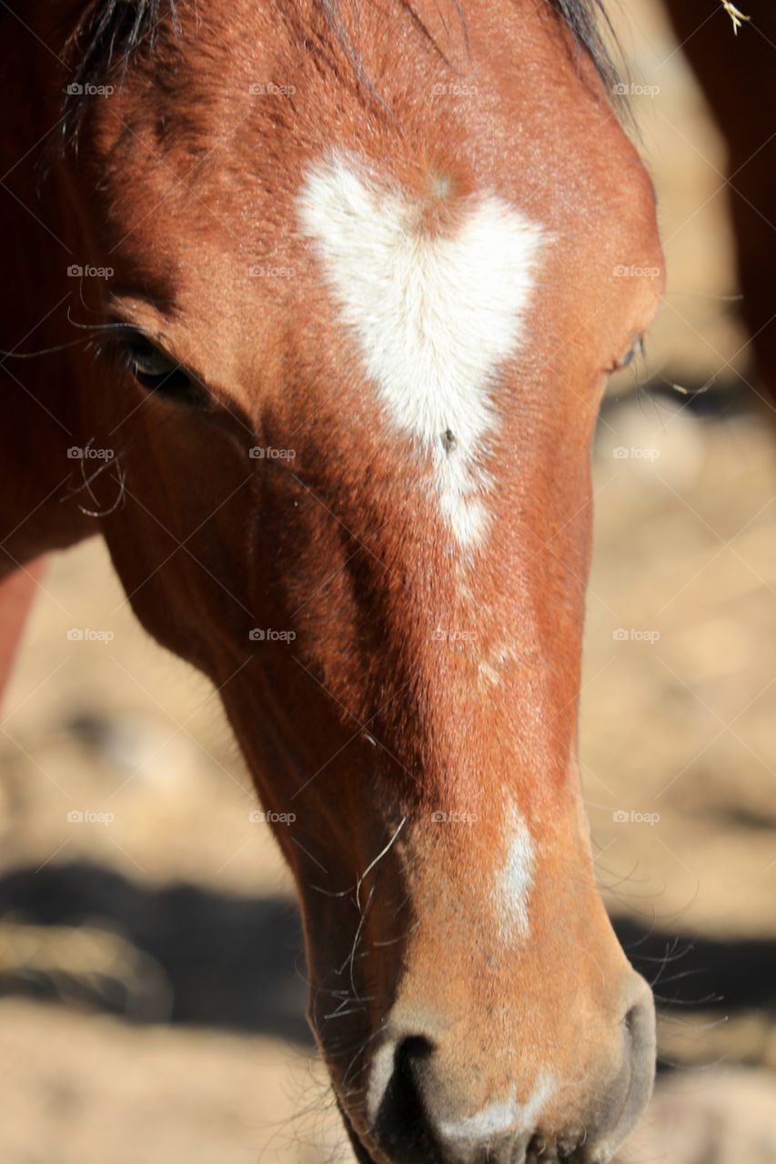 A heart-shaped blaze on wild American mustang colt’s forehead. 